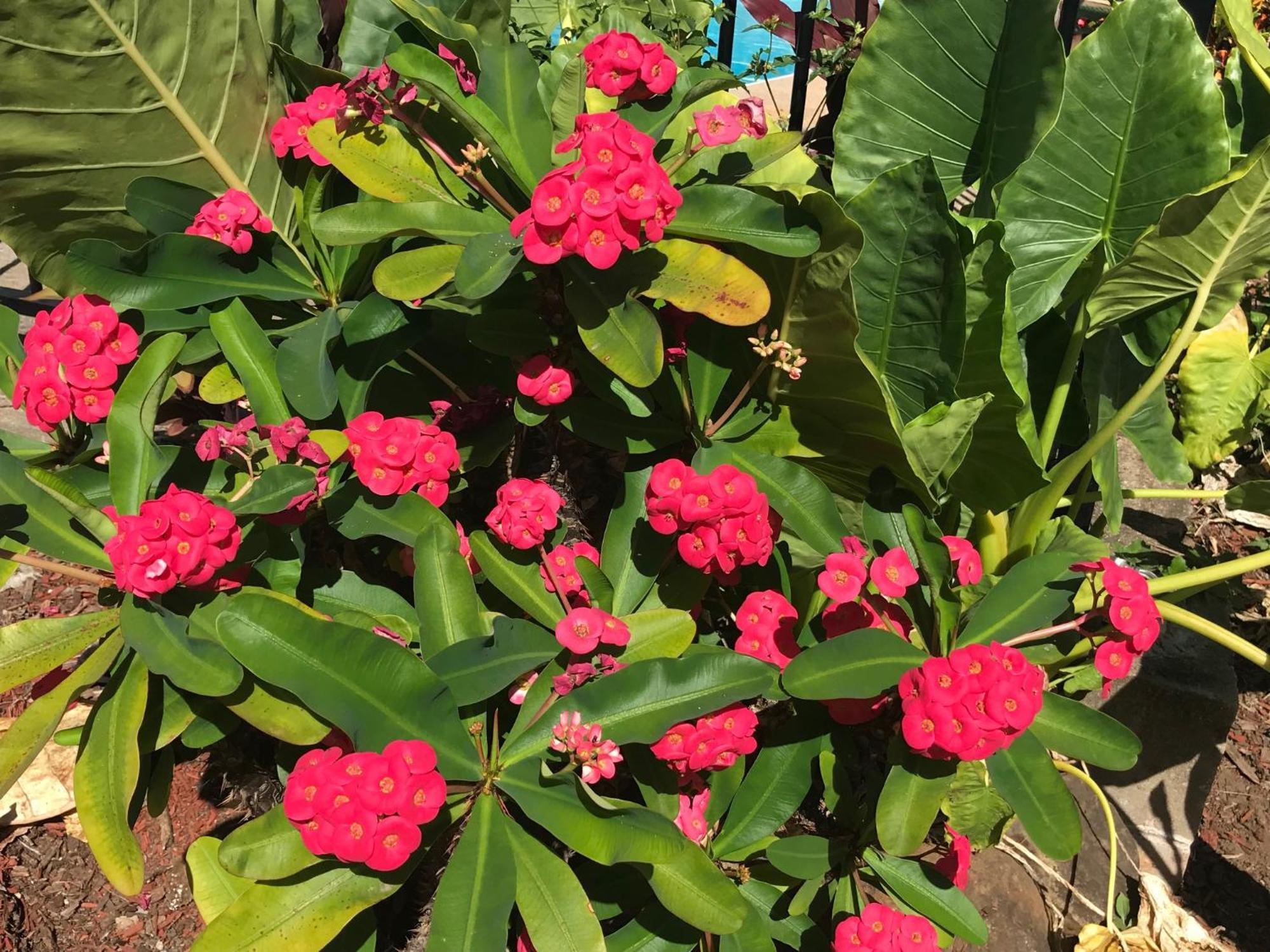 Bush Village Holiday Cabins Airlie Beach Εξωτερικό φωτογραφία